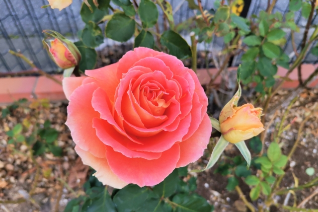 花壇のバラ