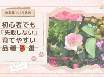 【無農薬でバラ栽培】初心者でも「失敗しない」育てやすい品種5選